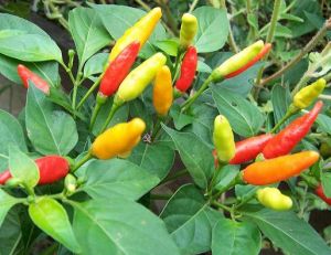 Capsicum annuum tabasco