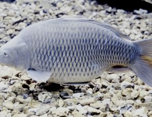 Carpe à écaille ou carpe franche