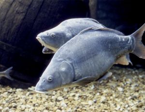 Une carpe... des carpes