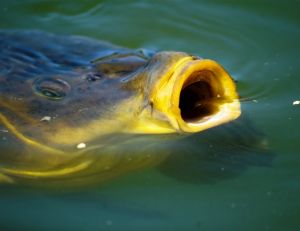 Carpe qui tète l’air à la surface de l’eau