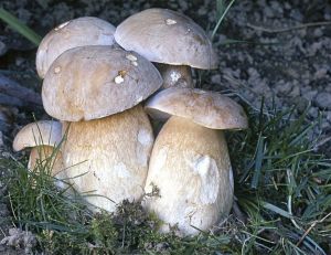 Cèpes d'été