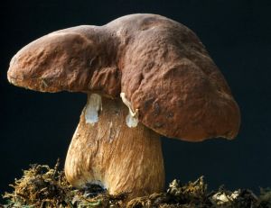 Cèpe des pins
