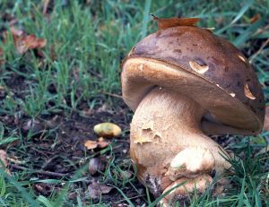 Cèpe tête de nègre - © G. Houdou