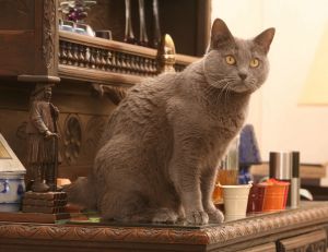 Combien de temps peut-on laisser un chat seul ?