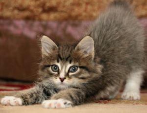 Rendre son chat propre