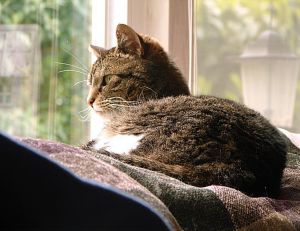 Vivre avec un chat en appartement
