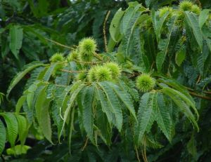 Châtaignier Castanea sativa