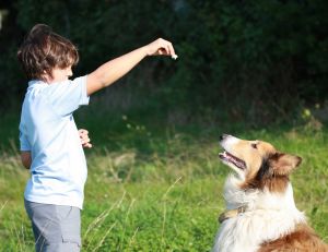 10 trucs essentiels pour dresser un chien