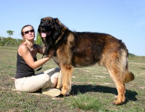 Mettre son chien au régime