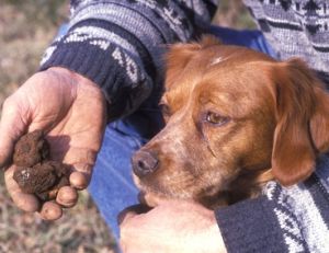 Chien truffier utilisé pour la recherche des truffes
