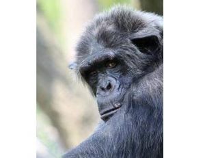 ch/chimp-.jpg