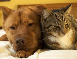 Le choix d'un animal domestique