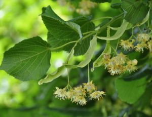 Choisir et planter des arbres
