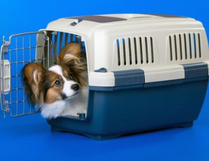 Cage pour chien : bien choisir la cage de son chien