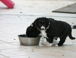 Choisir les croquettes de son chien