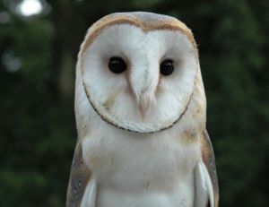 Une chouette... Des chouettes