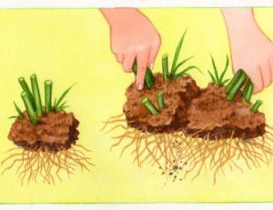 Diviser les plants de chrysanthèmes