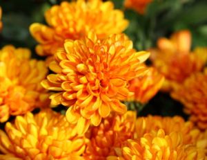 Chrysanthèmes