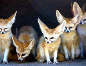 Les fennecs sont des animaux nocturnes