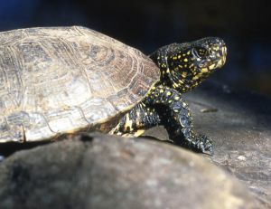 La cistude - ©Village des Tortues (SOPTOM)