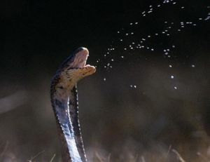 Cobra... et cobras