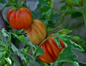Coeur de boeuf