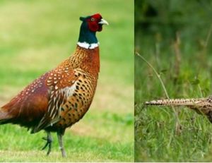 Coq faisan Poule faisane