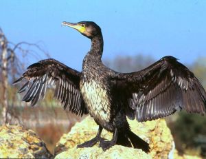 Le cormoran, le corbeau de la mer