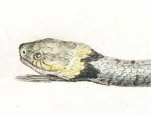 Couleuvre à collier