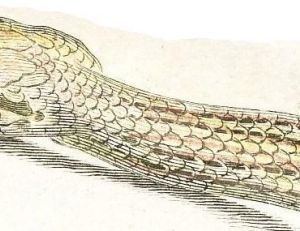 Couleuvre à échelons