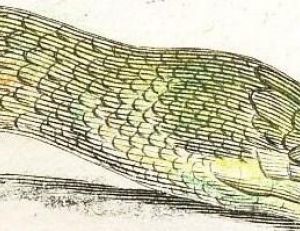 Couleuvre d'Esculape
