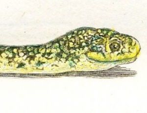 Couleuvre jaune et verte