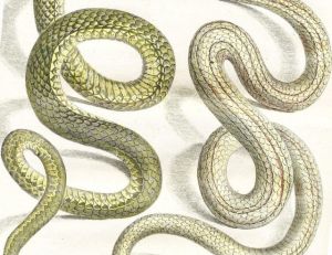 Couleuvre d'Esculape et couleuvre à échelons
