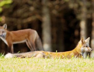 Mr Renard et Mme Her meline : une scène du roman de Renard