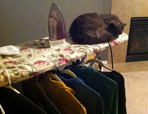 Prix du repassage : combien ça coûte de faire repasser son linge ?