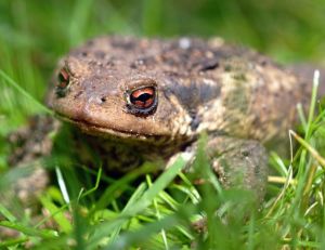 Un crapaud.. des crapauds