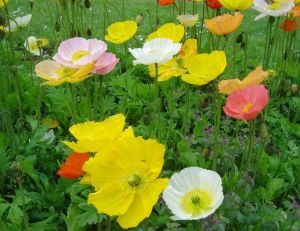 Créer des massifs de fleurs