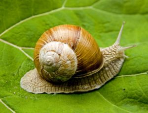 Cueillette des escargots
