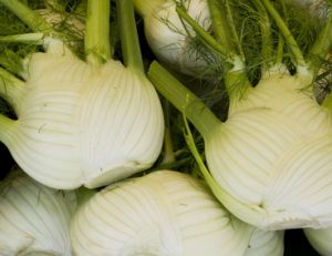 Cuisiner le fenouil