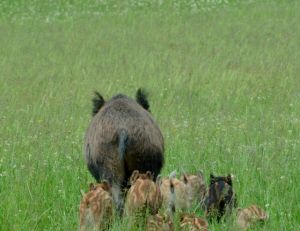 Les sangliers sont des animaux grégaires ©Colette Mangin