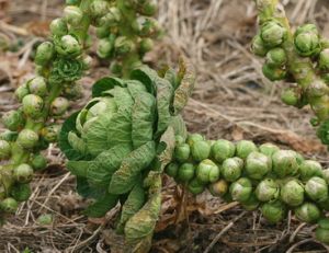 Choux de Bruxelles : planter, cultiver, récolter