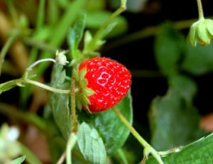 Comment cultiver des fraises ?