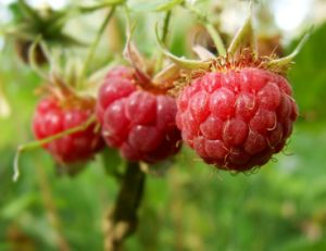 Framboises : planter, cultiver, récolter