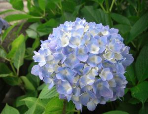 Planter et entretenir des hortensias