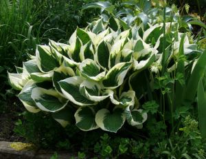 Hostas : des vivaces d'ombre