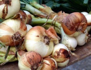 Planter et cultiver des oignons