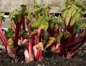Comment cultiver de la rhubarbe ?