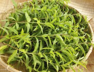 Cultiver de la verveine officinale