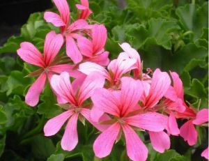 Culture du geranium