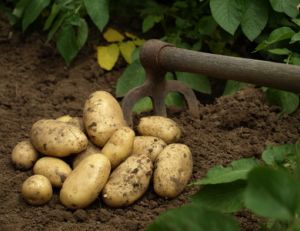La culture de la pomme de terre